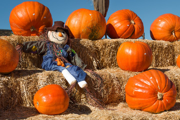 a scarecrow resting on hay bales, surrounded by pumpkins at a pumpkin patch in autumn.