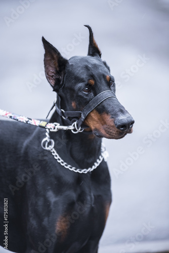 doberman with chain