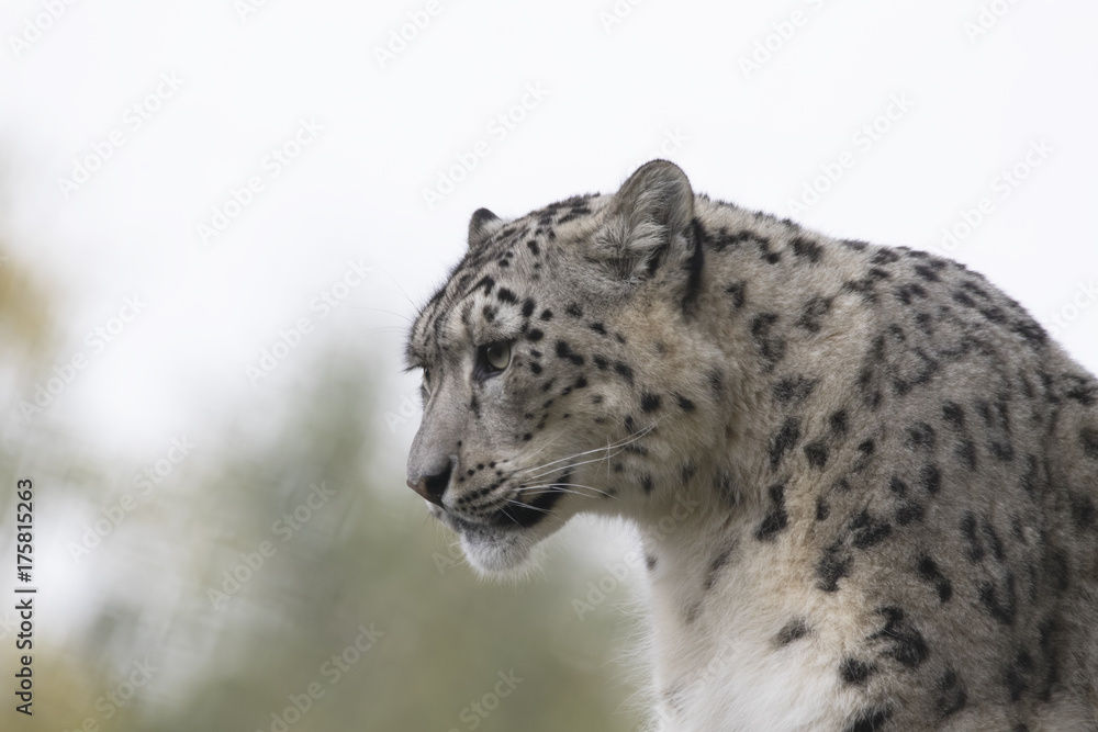 snow leopard portrait with background sitting, standing