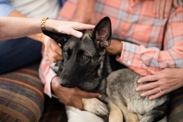 Close-up of dog resting with senior people and practitioner on