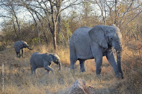Zdjęcie XXL Matka słoni i ich dzieci idąc przez sawannę