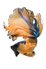 Canvas Print - Halfmoon Betta Fish