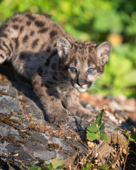 Sticker - Mountain lion cub descending on rocky surface in the forest