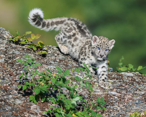 Sticker - Snow Leopard Kitten descending rocky surface in the woods