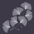 © Miroslava Hlavacova - Ginkgo biloba leaves