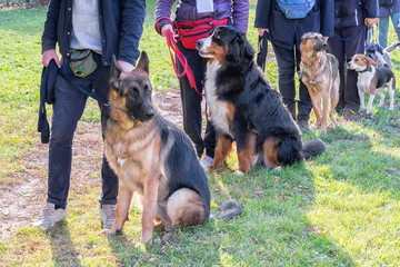 Group of dogs with owners at obedience class