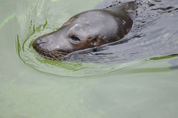 Wall Mural - Harbor seal in the water