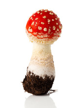 Fly Agaric Mushroom On White Background