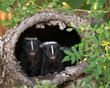 Two skunks peeking out of an empty tree stump