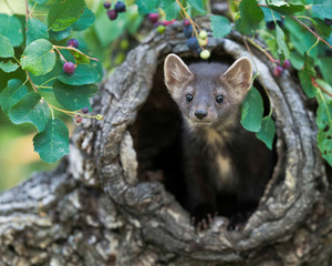 Sticker - Baby pine Martin peeking out of tree stump in the woods