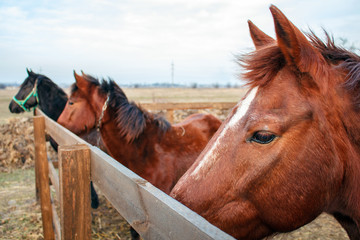 Horses on a farm behind a wooden fence , herd of horse in the farm