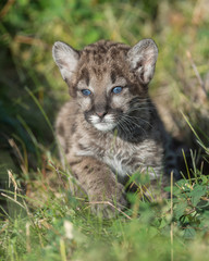 Wall Mural - Mountain lion cub running in the grass