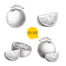 Hand Drawn Sketch Style Orange Fruit Compositions Set. Whole Fruit And Slices. Vector Citrus Fruit Illustration Isolated On White Background.