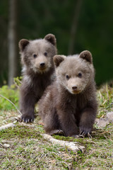 Wall Mural - brown bear cub