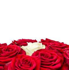 Wall Mural - White and red roses. Isolated on white. Close up.