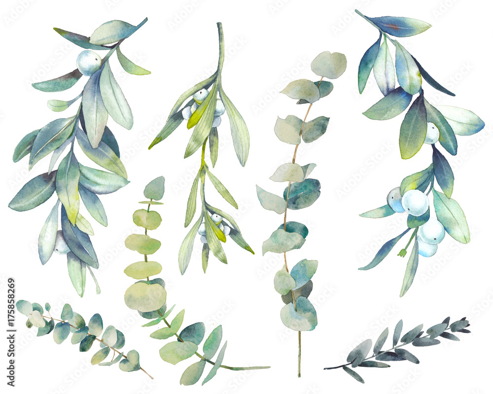 Watercolor winter plants set. Hand drawn botanical elements isolated on white background. Branches with berries, eucalyptus, mistletoe for modern natural design - obrazy, fototapety, plakaty 