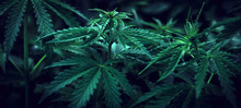  Marijuana  Background. Bush Cannabis.