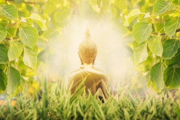 Close up Back of Golden buddha image cover by Bodhi tree  leaft with sunlight