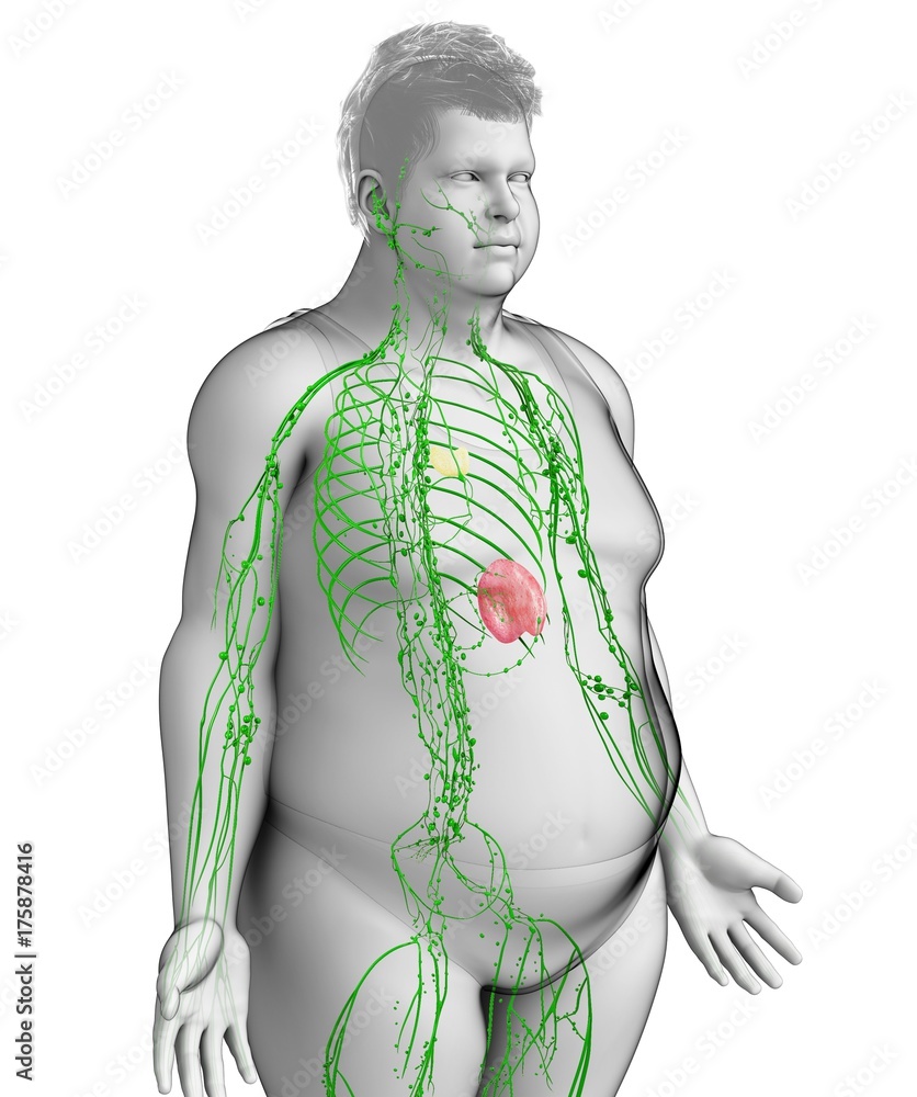 Male lymphatic system, illustration Stock Photo | Adobe Stock