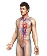 © Science RF - Male heart and blood vessels, illustration