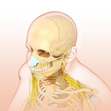 Male Head And Chest Bones And Nerves, Illustration