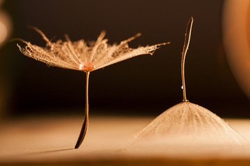 Canvas Print - Macro, abstract composition with colorful water drops on dandelion seeds
