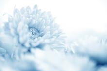 Soft Sweet Blue Flower For Love Romantic Dreamy Background , Fresh And Relax Concept
