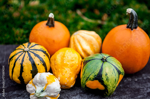 Fresh Multicolored Decorative Pumpkins Autumn Colors