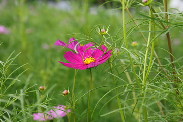 Wall Mural - Cosmos