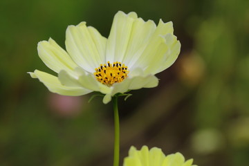 Wall Mural - Cosmos