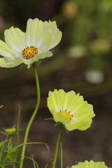 Wall Mural - Cosmos