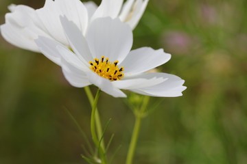 Wall Mural - Cosmos