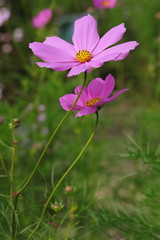 Wall Mural - Cosmos