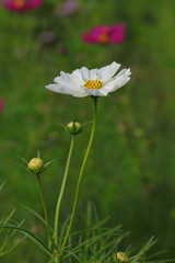 Wall Mural - Cosmos