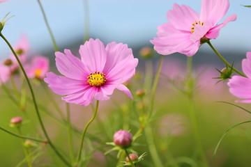 Wall Mural - Cosmos (macro)