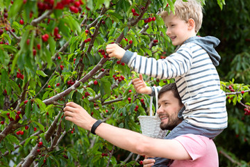 family picking berries