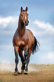 Fototapeta  - Bay horse run with dust against blue sky