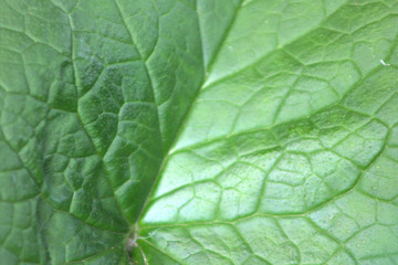 texture green leaf