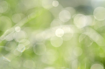 Wall Mural -  spring green grass with bokeh dew drop background