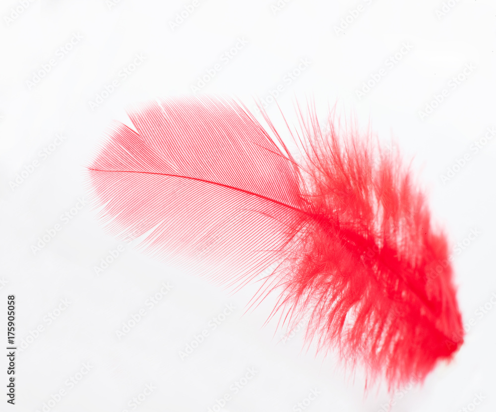 赤い羽根共同募金 Stock Photo | Adobe Stock