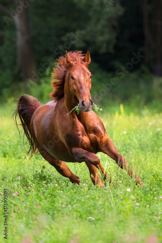 Maty konie   czerwony-ogier-biegnie-galopem-na-wiosne-zielone-pole-przed-lasem