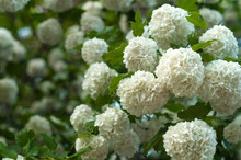 Chinese Snowball Viburnum Flower Heads Are Snowy. Blooming Of Beautiful White Flowers In The Summer Garden. Delicate Caves Of White Flowers On The Branches.