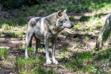  Wolf (Canis lupus)