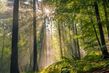 Fototapeta  - Herbstwald 
