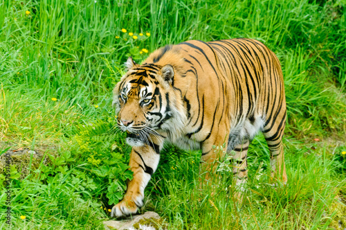 Zdjęcie XXL Tygrys sumatrzański (Panthera tigris sumatrae)