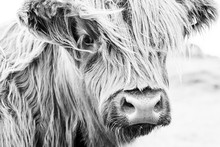 Scottish Cow Face