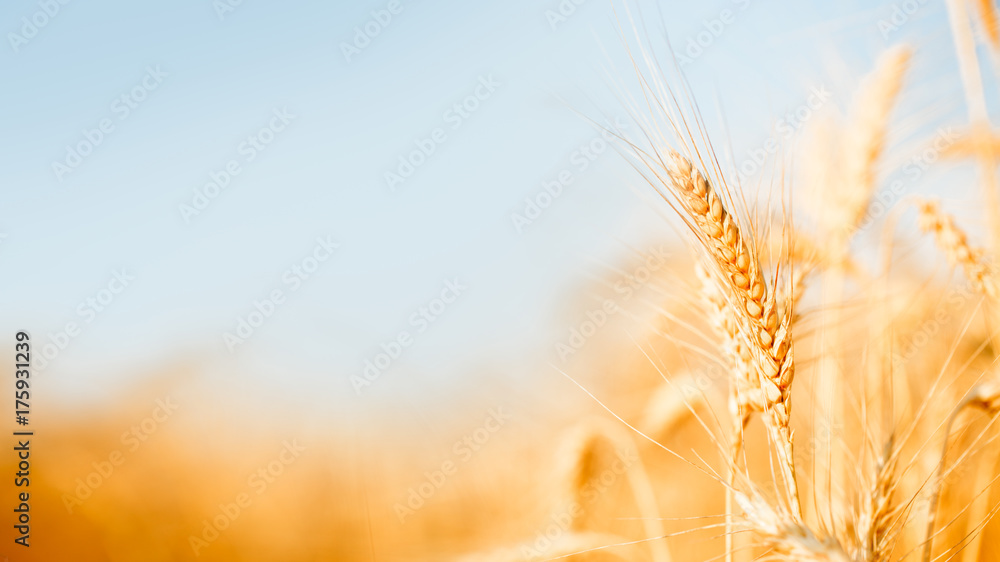 Photo of wheat spikelets in field - obrazy, fototapety, plakaty 