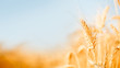 Leinwandbild Motiv Photo of wheat spikelets in field