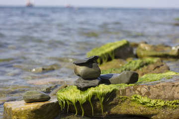 Overgrown with algae and mud stones washed by sea water.