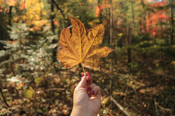 yellow leaf in women hand